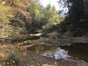 Sipsey Wilderness, Bankhead National Forest