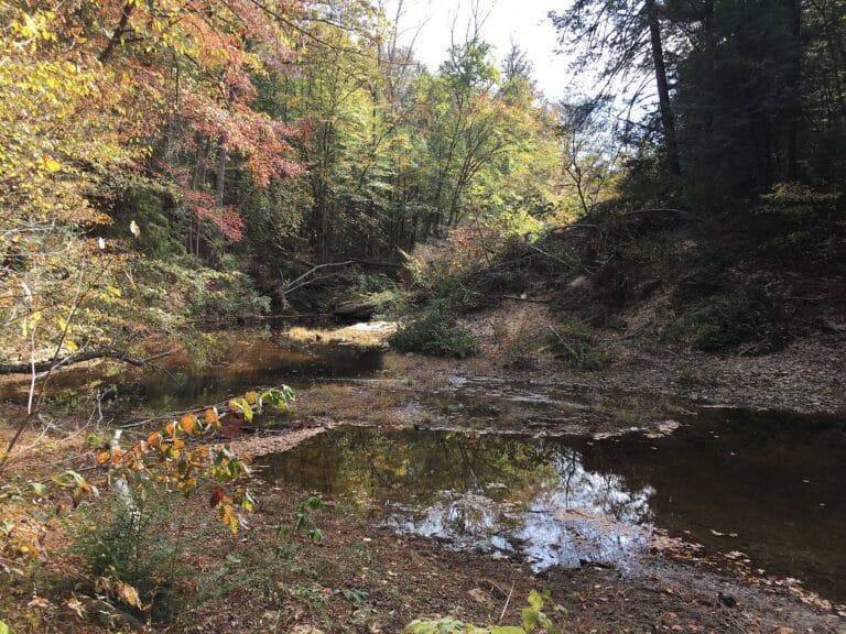Sipsey Wilderness, Bankhead National Forest